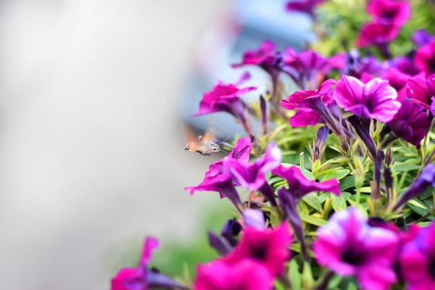 L'insecte recueille le nectar parmi les pétunias rose vif aux feuilles vertes