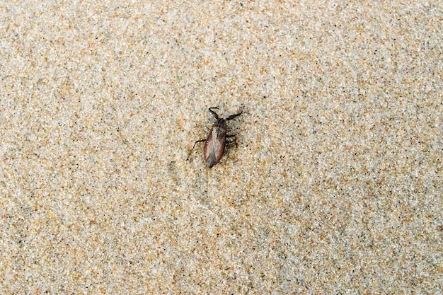 Un insecte sur le sable est un signe de danger.