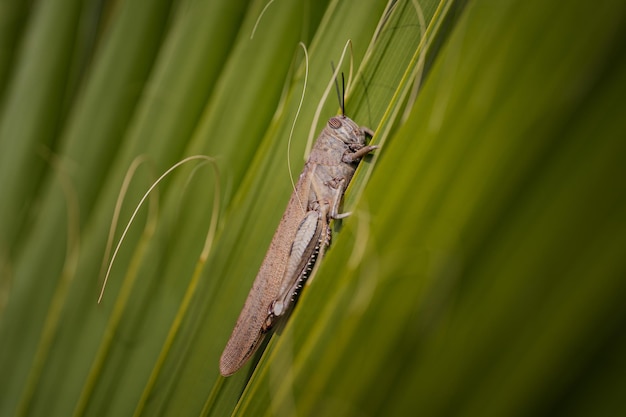 Un insecte sauterelle perché sur une feuille près de l'herbe