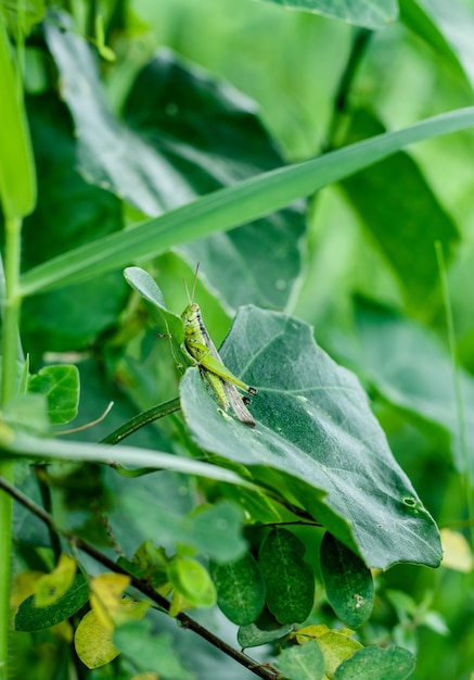 Insecte sauterelle verte assis sur une feuille verte dans la jungle