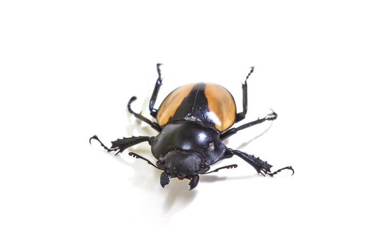 Insecte, scarabée, punaise, genre Odontolabis