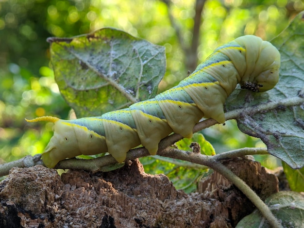 Insecte sphynx tête de mort africaine sur feuilles vertes