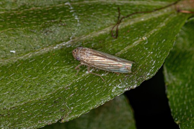 Photo insecte tireur d'élite adulte de la sous-famille des cicadellinae