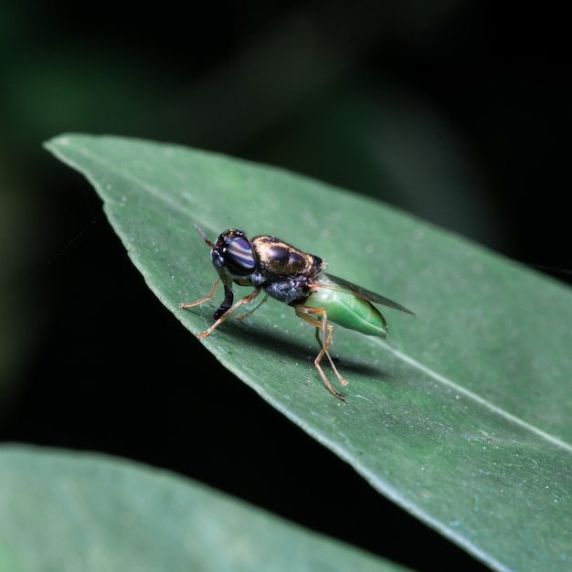 Insecte vert sur feuille