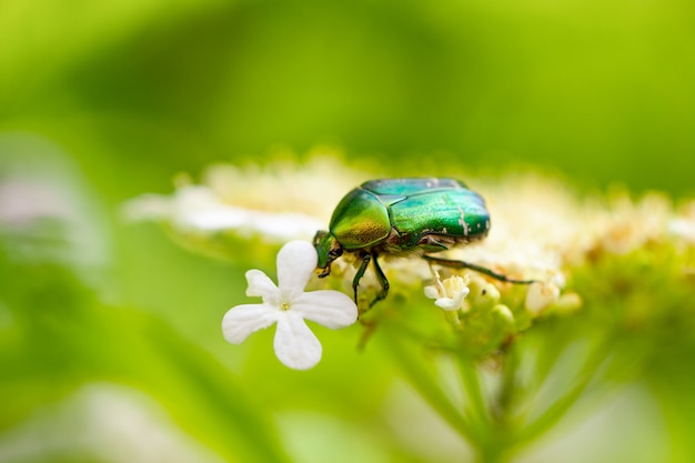 Un insecte vert peut reposer sur une fleur sur un vert naturel