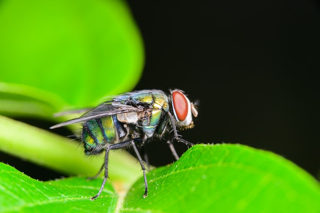 Un insecte volant sur des feuilles vertes