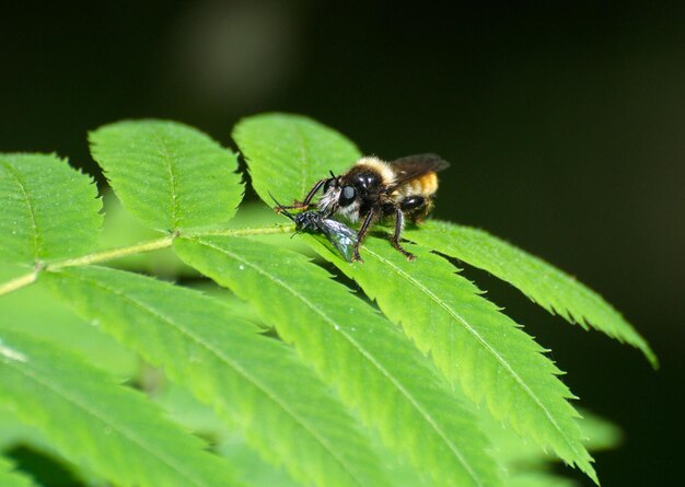 L'insecte waspfly Asilus est assis sur les feuilles de sorbier un matin ensoleillé dans la région de Moscou