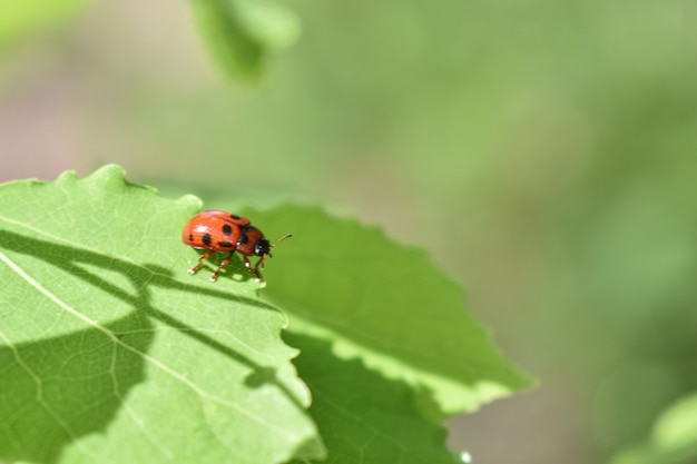 Insectes sur une branche d'arbre dans la forêt