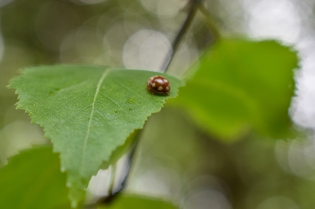 Insectes sur une branche d'arbre dans la forêt