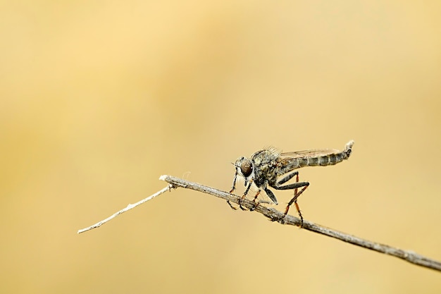 Insectes diptères dans leur environnement naturel macrophotographie