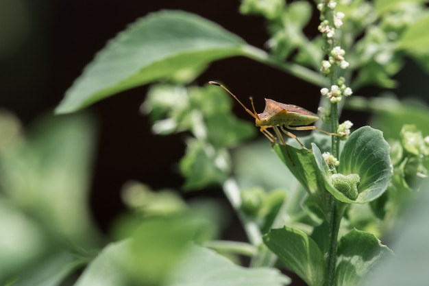 Insectes sur feuilles