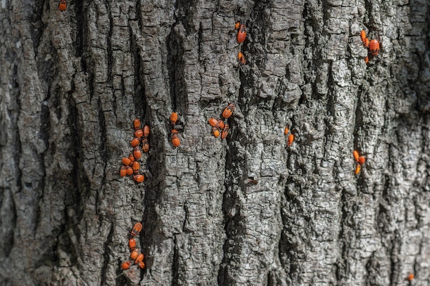 Insectes Firebug dans un tronc d'arbre. Coléoptères avec une photo en gros plan du dos tacheté de rouge.