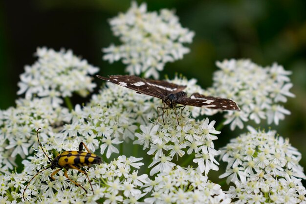 Des insectes sur des fleurs blanches