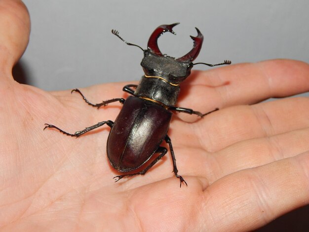 Photo insectes à gros coléoptères