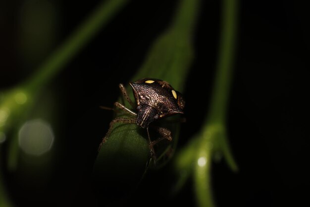 Photo des insectes en gros plan