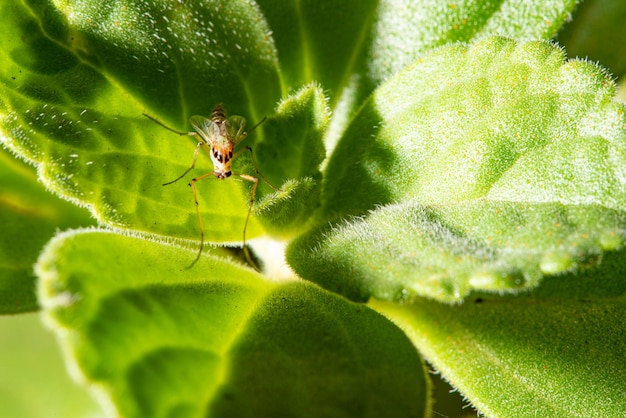 Insectes Insectes vus à travers un objectif macro dans un magnifique parc d'une petite ville au Brésil mise au point sélective de la lumière naturelle