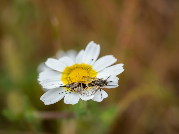 Insectes sur une marguerite