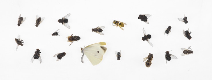 Photo insectes morts isolés sur fond blanc