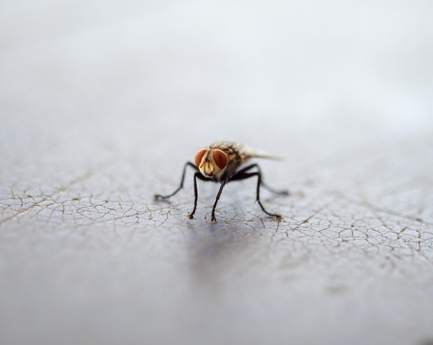 Insectes mouches porteurs de maladies