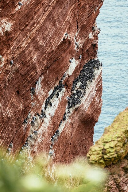 Insel Allemagne Basstoelpel Guillemots problème Brueten