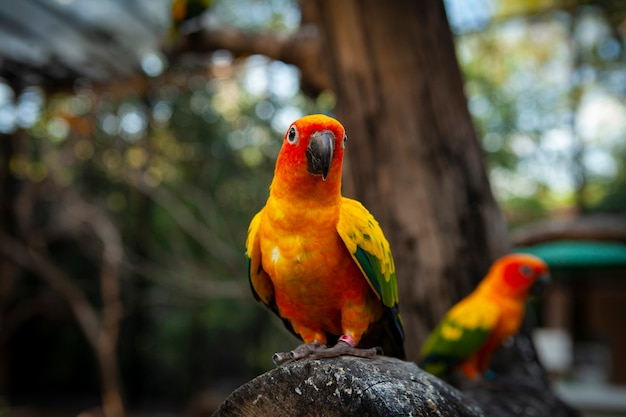 Inséparable est le nom commun pour le genre Agapornis un petit groupe de perroquets dans le perroquet du Vieux Monde