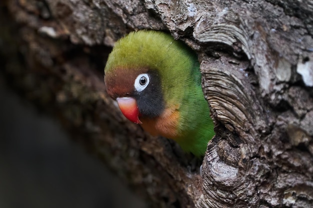 Inséparable à joues noires Agapornis nigrigenis