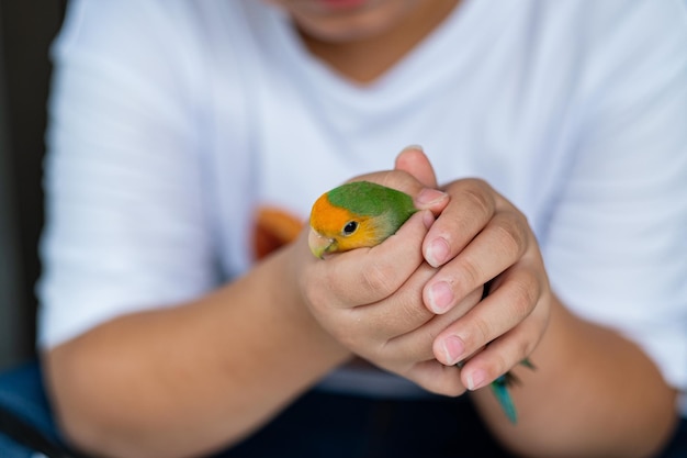 Un inséparable perché sur un perroquet doigt