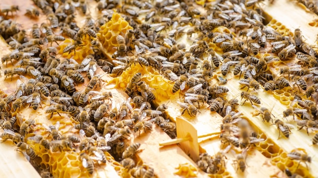 Inspection de la colonie d'abeilles dans un rucher au printemps