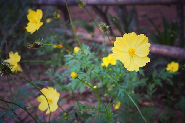 Inspirational de fleur de cosmos jaune