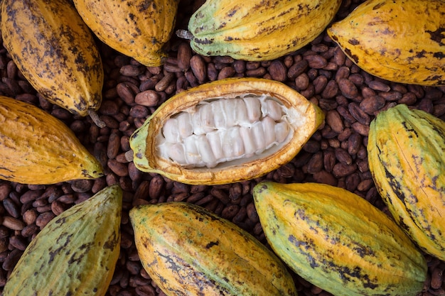 Installation de gousses et de fèves de cacao mûres sur fond en bois rustique