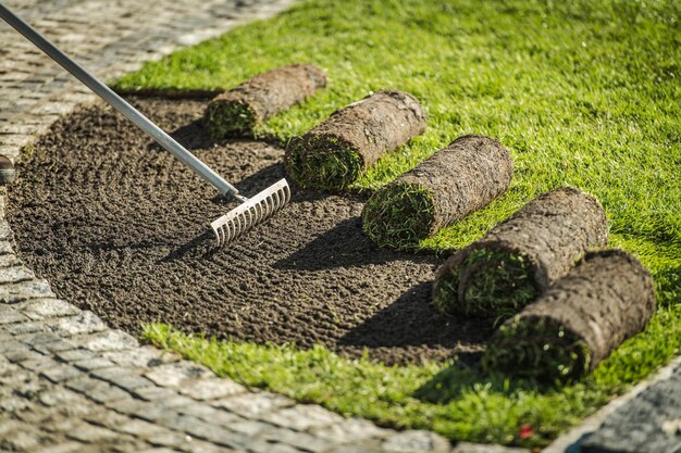 Installation de rouleaux de gazon naturel