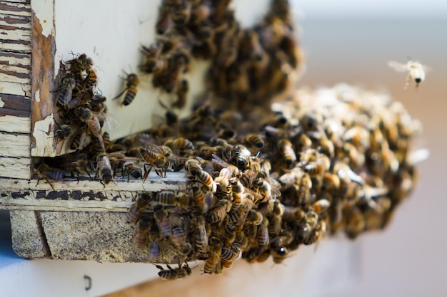 Installation de ruches dans un nouvel emplacement.