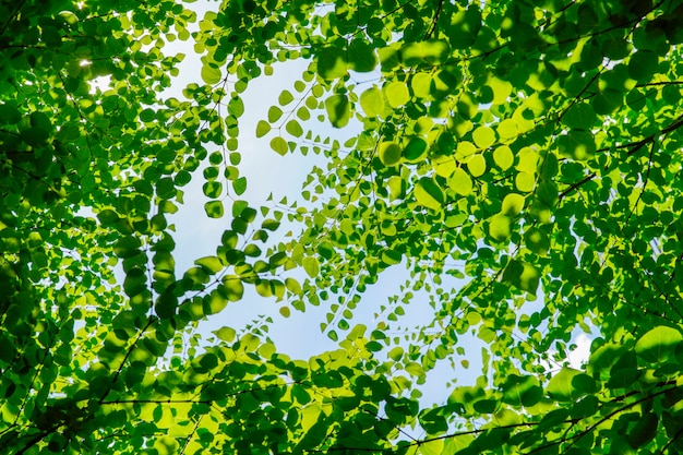 Photo instantané de la forêt