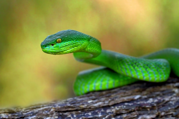 Photo insularis vert vipère, serpents timreresurus albolabris