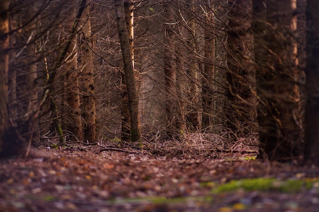 Insurmontable étrange fond de nuit d'automne Occulte d'automne d'automne bois sauvages