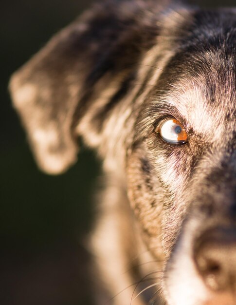 Intense Canine Chien Loup Animal Oeil Unique Couleur