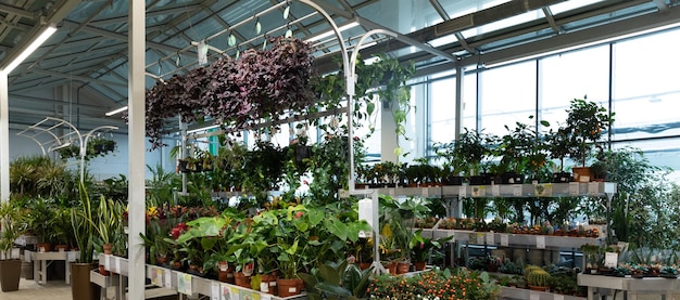 Intérieur d'une boutique vendant des plantes en pot et des fleurs