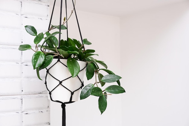 Intérieur de la chambre avec un mur blanc vide Concept de jardinage domestique Exemple d'espace de copie Hoya bella erythro