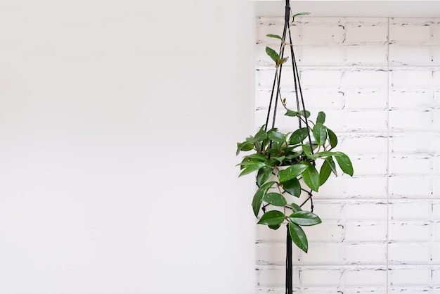 Intérieur de la chambre avec un mur blanc vide Concept de jardinage domestique Exemple d'espace de copie Hoya bella erythro