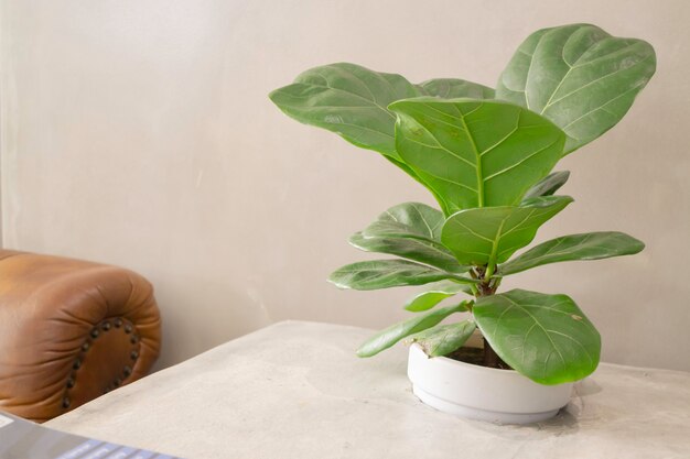 Intérieur confortable de l'espace de coworking avec plante verte