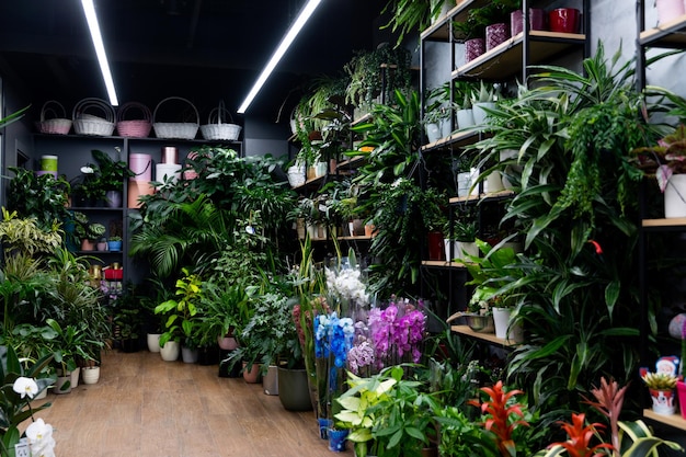 Intérieur du magasin de fleurs avec des plantes en pot naturelles et des boîtes-cadeaux d'emballage sur des étagères