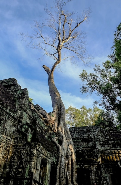 À l'intérieur du temple de Ta Prohm