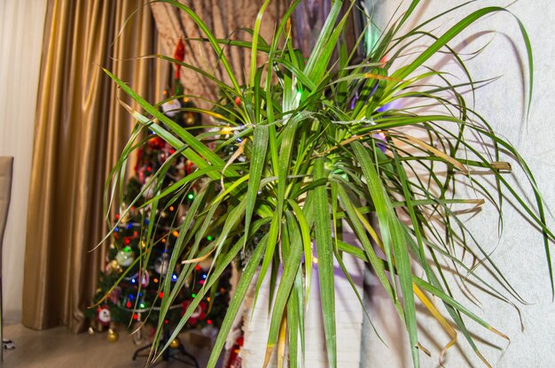 Intérieur festif de la pièce avec une fleur de dracaena et un arbre de Noël en arrière-plan.