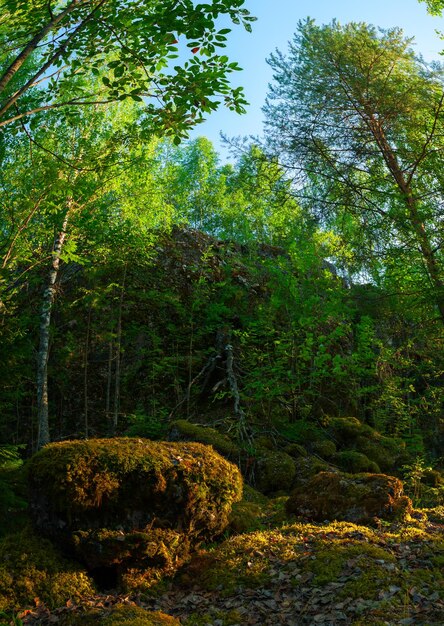 À l'intérieur de la forêt carélienne mixte d'été