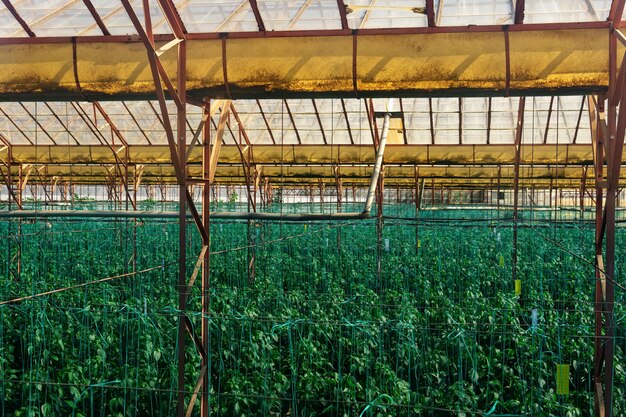 Photo intérieur d'une grande serre industrielle avec des semis de poivre en croissance