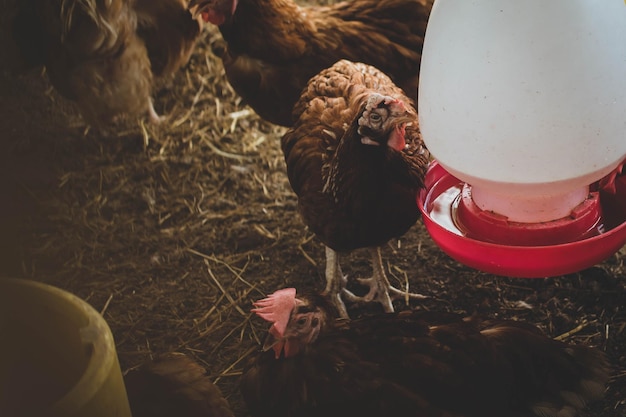 Intérieur intérieur poulet domestique animal ferme agriculture poulet alimentation poulet à griller alimentation avec des aliments biologiques