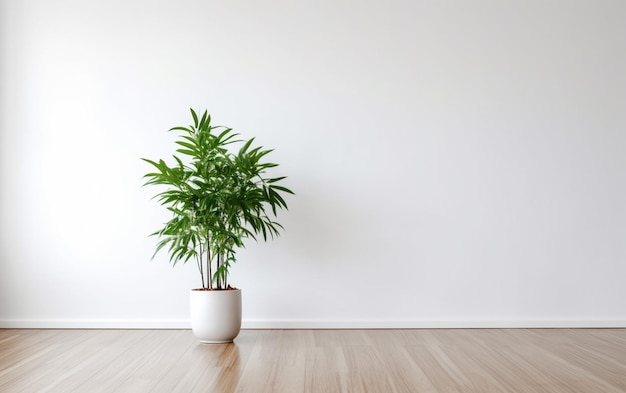 L'intérieur d'une pièce blanche vide avec un pot de plantes sur un sol en bois
