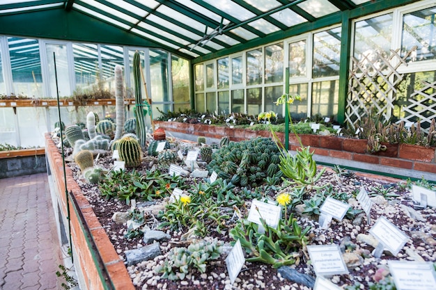 Intérieur d'une serre de cactus ; détail du banc de plantation