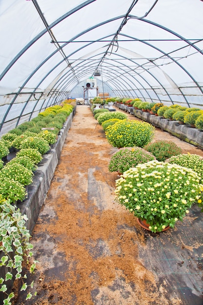 Intérieur de serre pendant la saison d'automne, Piémont, Italie