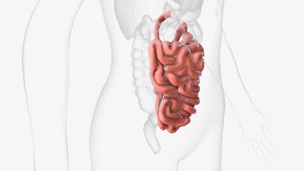 Photo l'intestin grêle est un organe du tractus gastro-intestinal où la plupart de l'absorption